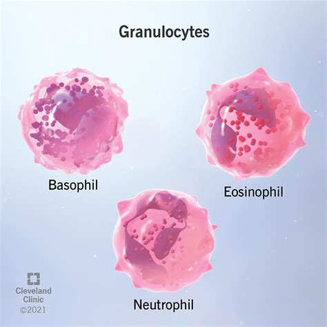 gra blood test low|Granulocytes: Definition, Types & Function .